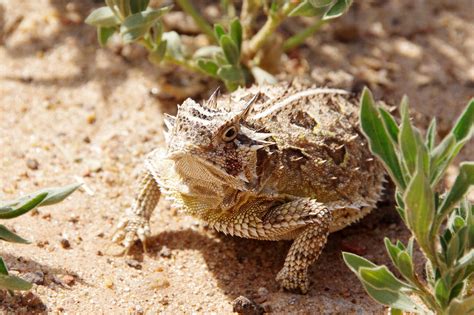 How The Texas Horned Lizard Stays Hydrated In The States Harshest