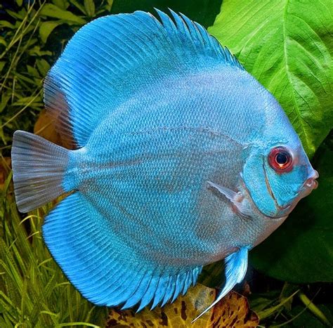 Dunia ikan hias: Semua tentang ikan Discus