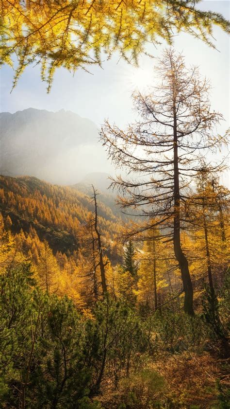 Wallpaper Trees Mountains Sunshine Autumn 7680x4320 Uhd 8k Picture