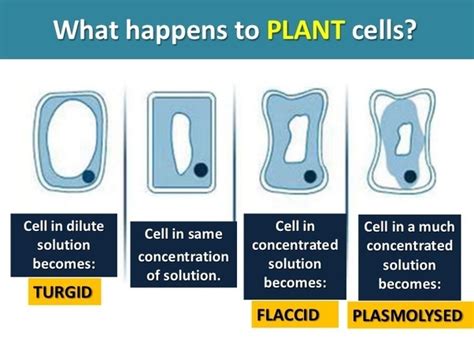 Plasmolysis is an example of the results of osmosis and rarely occurs in nature. What is the difference between plasmolysis and flaccidity ...