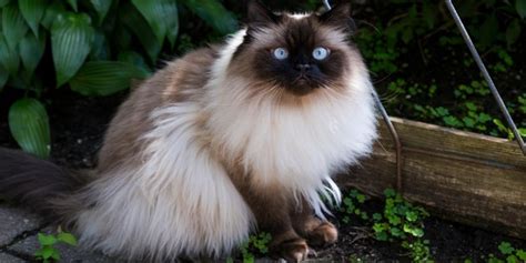 Jenis Jenis Kucing Persia Dipercaya Pembawa Rezeki Bagi Tuannya Sudah