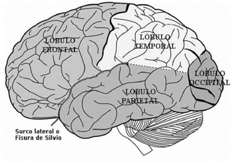 Figura 7 Lobulos Cerebrales Fuente Enwikipediaorg Wiki Frontal