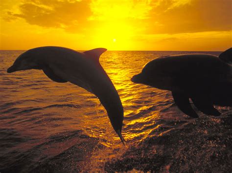 Bottlenose Dolphins And Golden Sunset Scenery Wallpaper Wallpaper Me
