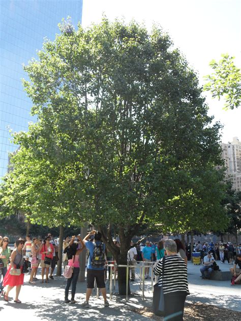 Survivor Tree At 911 Memorial Pics4learning