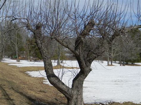 Old, overgrown apples and pear trees can still be attractive and productive features in the garden if brought under control with pruning. 17+ best images about General Information: Fruit Trees and ...