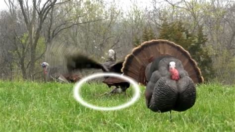 Bowhunting Turkey One Legged Turkey Youtube
