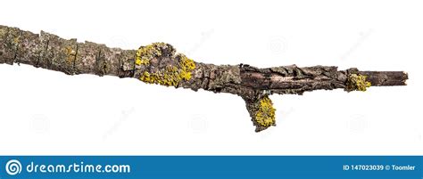 Dry Pear Tree Branch With Cracked Bark Isolated On White Stock Image