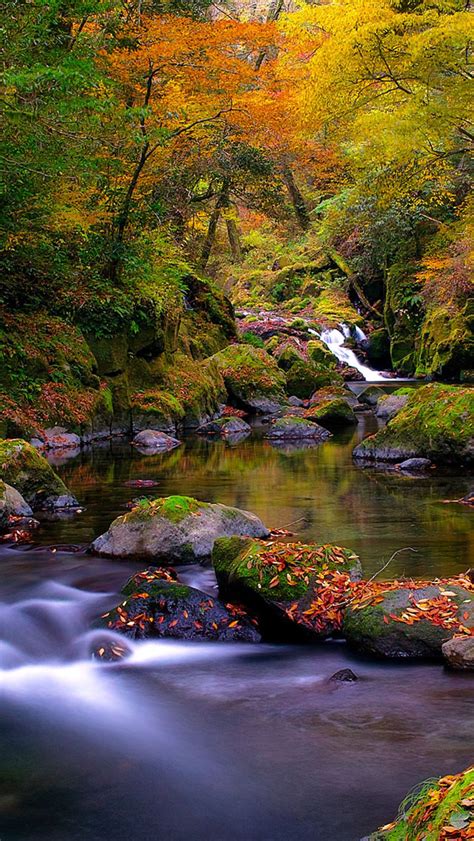 Forest Creek Autumn Iphone Wallpapers Free Download