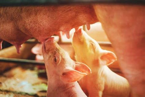 How To Bottle Feed Piglets Correctly