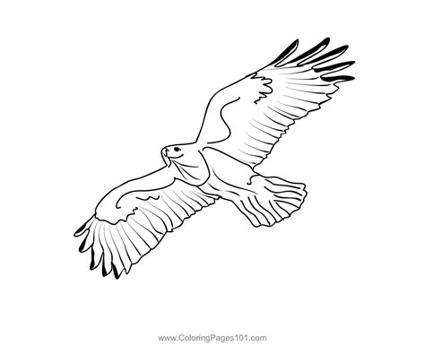 Buzzard 1 Coloring Page For Kids Free Hawks And Eagles Printable
