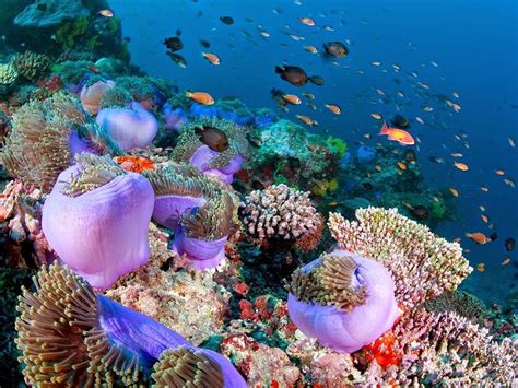 بحث عن الشعاب المرجانية pdf