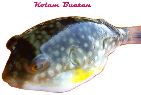 Explore tweets of ikan buntal@tsnataliaa on twitter. Info Kolam Hias dan Memancing Ikan: Ikan Buntal