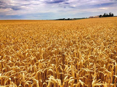 New Crop Feed Wheat At £150t Ex Farm Anderson Grain Marketing Ltd