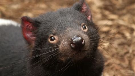 Tasmanian Devils Born On Australian Mainland In Milestone Ie