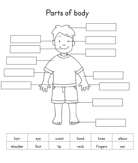 Human Body Parts Worksheet Name The Body Parts