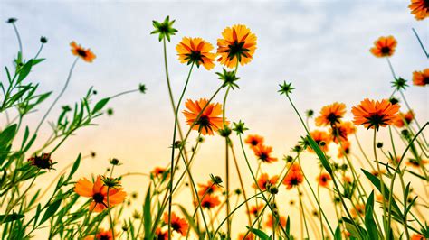 Bing Wallpaper Summer Flowers