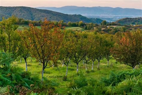 Traditional Orchards Are Our Past And Future Promoting Biodiversity