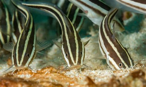 10 Freshwater Aquarium Catfish Species