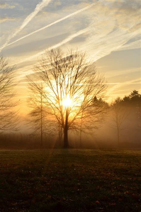 Peaceful Morning Sunrise Through Trees And Fog Stock Photo Image Of
