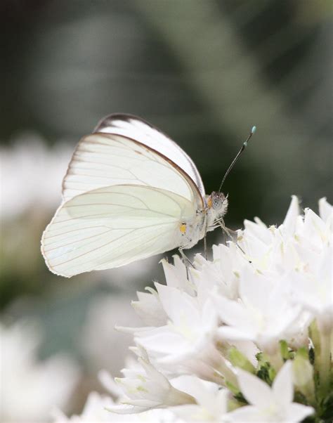 Stunning Beauty Pureness In White Butterfly Kisses White Butterfly
