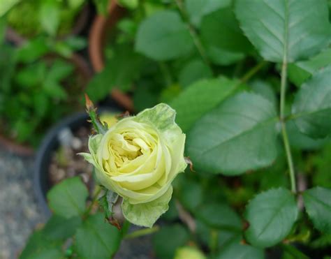 Creamy Eden Roses Comes Into Blossom In Mygarden Camellia7 Flickr