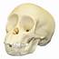 Replica Chimpanzee Infant Skull For Sale – Skulls Unlimited 