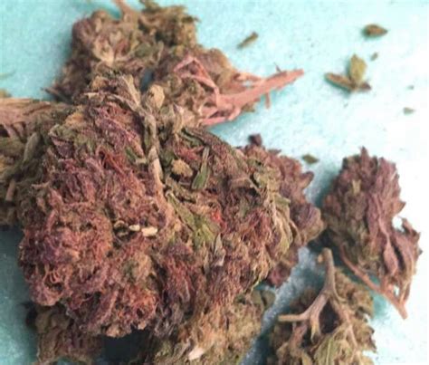 Purple Alien Og Weed Strain Information Leafly