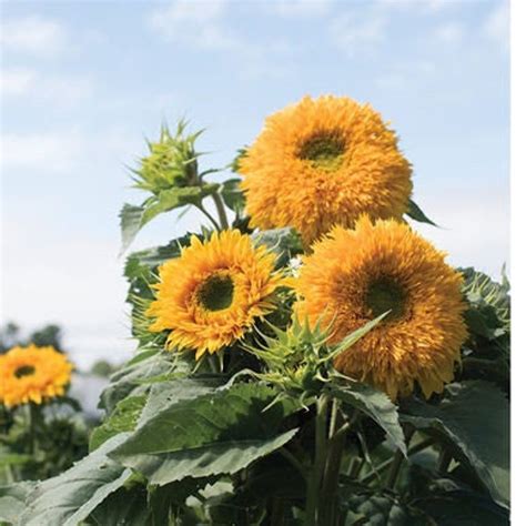 Goldy Double Sunflower Seeds Helianthus Annuus Packet Of 20 Etsy
