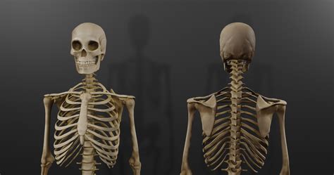 3d Model Realistic Human Skeleton Caucasian Male Vr Ar Low Poly