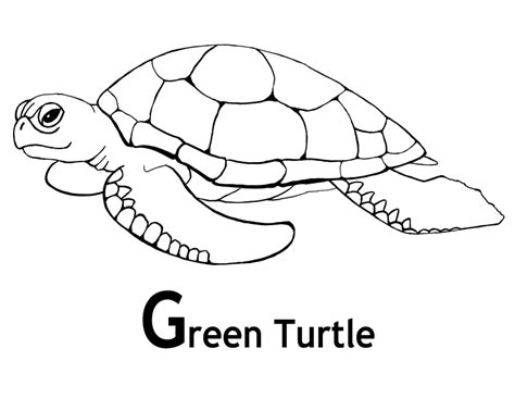 Click on the black and white drawing. Green Sea Turtle Drawing at GetDrawings | Free download