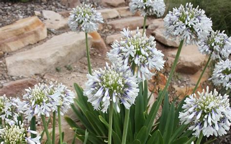 Its designers know what flatters the growing figure and use this. Buy Queen Mum Agapanthus Plants - FREE SHIPPING - 2 Gallon ...
