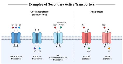 Passive Transport Diagram