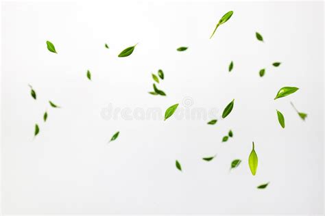Falling Green Leaves Stock Photo Image Of White Green