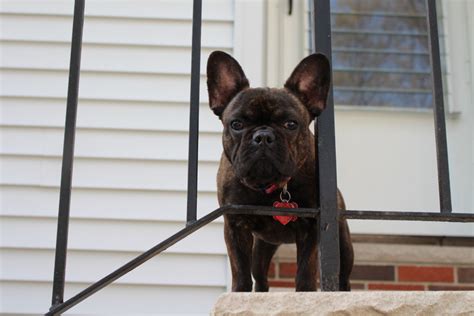 We are a small breeder of akc french bulldogs in rhode island, our frenchies are a part of our family. Colmar Frenchies - French Bulldog Breeder New England ...