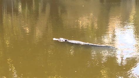 A Big Alligator On Hilton Head Island Seen While Fishing Youtube