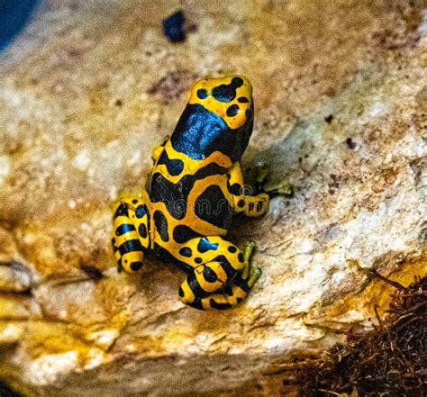 Yellow Banded Poison Dart Frog Or Yellow Headed Poison Dart Frog