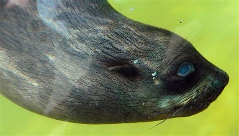 Морской котик Миша сбежал из анапского дельфинария в Грузию — Лепрекон