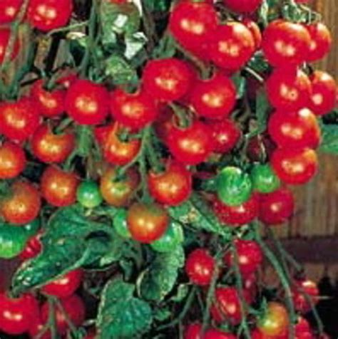 sweet million cherry tomato vegetables fruits sunshine express garden centre niagara on