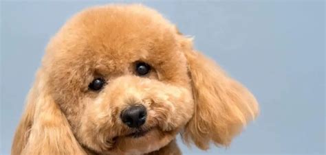 Poodle Crying 7 Reasons Why And What To Do Canines And Pups