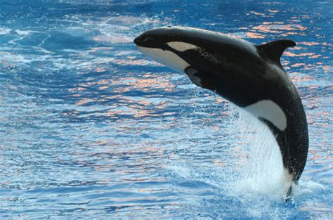 🎉 Killer Whales In Captivity Pros Seaworld Says It Has To Keep Orcas