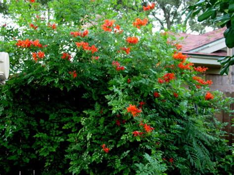 Red cape honeysuckle 1 live plant 5 tall attracts hummningbirds. I have a few blooms