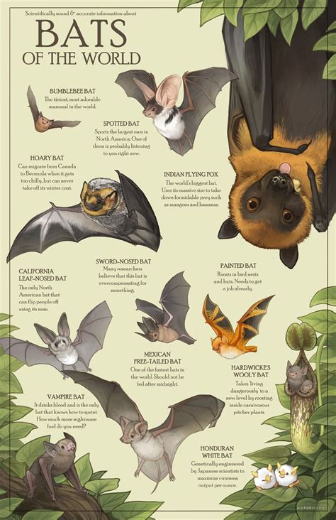 Bat Species Artofit