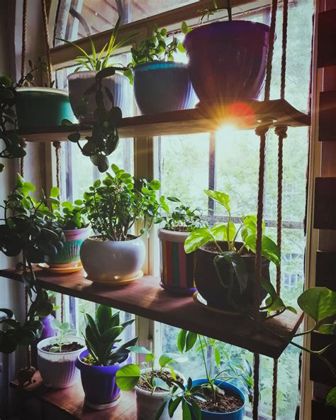 Trendy Houseplant Display Ideas Indoor Plant Care