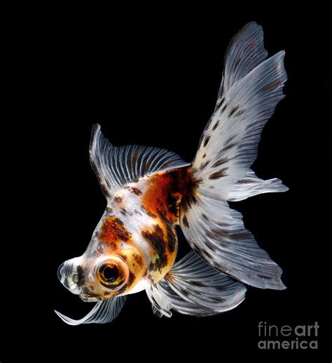 Goldfish Isolated On Black Background Photograph By Bluehand