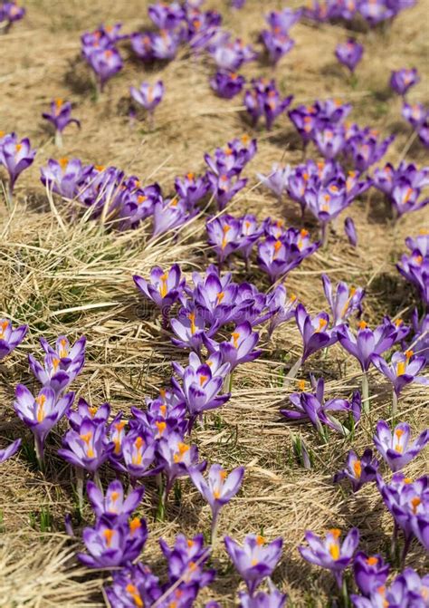 Crocuses On The Meadow First Springtime Flowers Stock Image Image