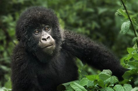 25 Remarkable Photographs Of Gorillas Twistedsifter