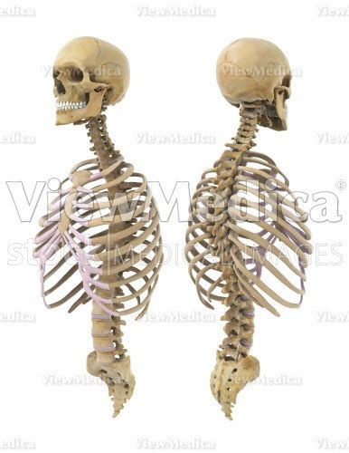 Viewmedica Stock Art Skull Spinal Column And Rib Cage Perspective Views