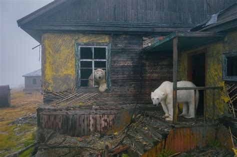 Photographer Finds Polar Bears That Took Over Abandoned Buildings