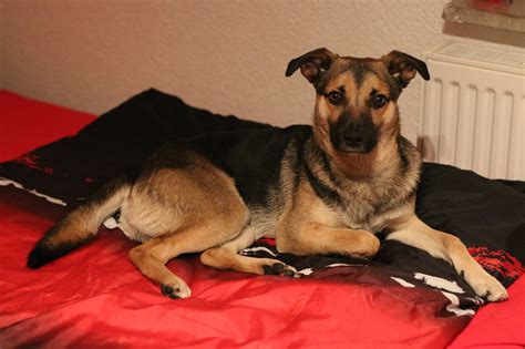 Guten tag, ich möchte euch recht herzlich auf. Isaac (Deutscher Schäferhund, Zwergspitz) - MeinMischling.de