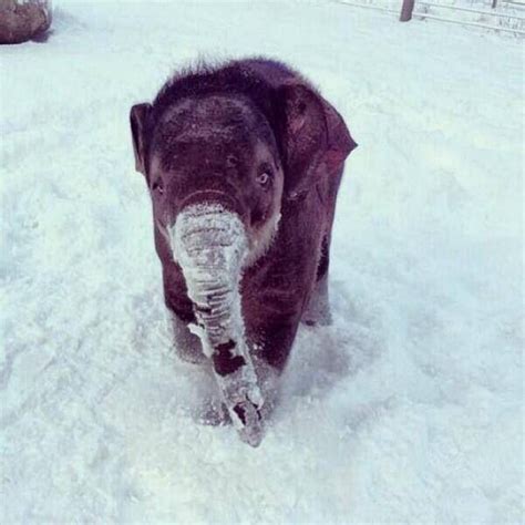 Baby Elephant In Snow Elephant Cute Animals Animals Beautiful